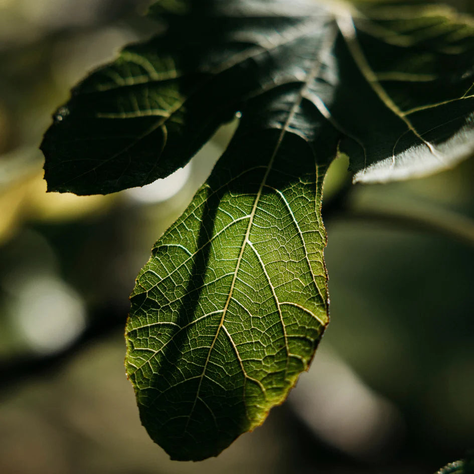 St Eval - Reed Diffuser - Fig Tree