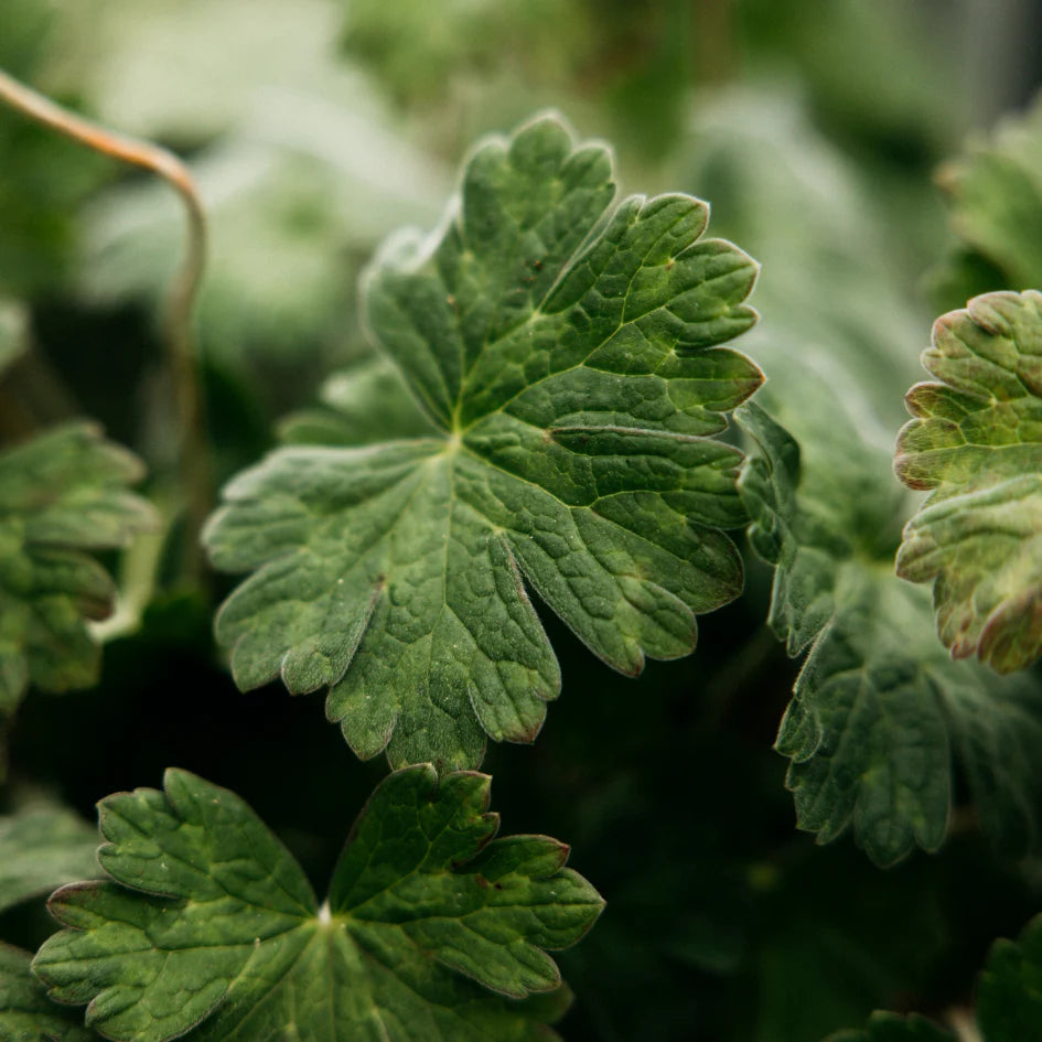 St Eval - Tealights - Geranium Leaf