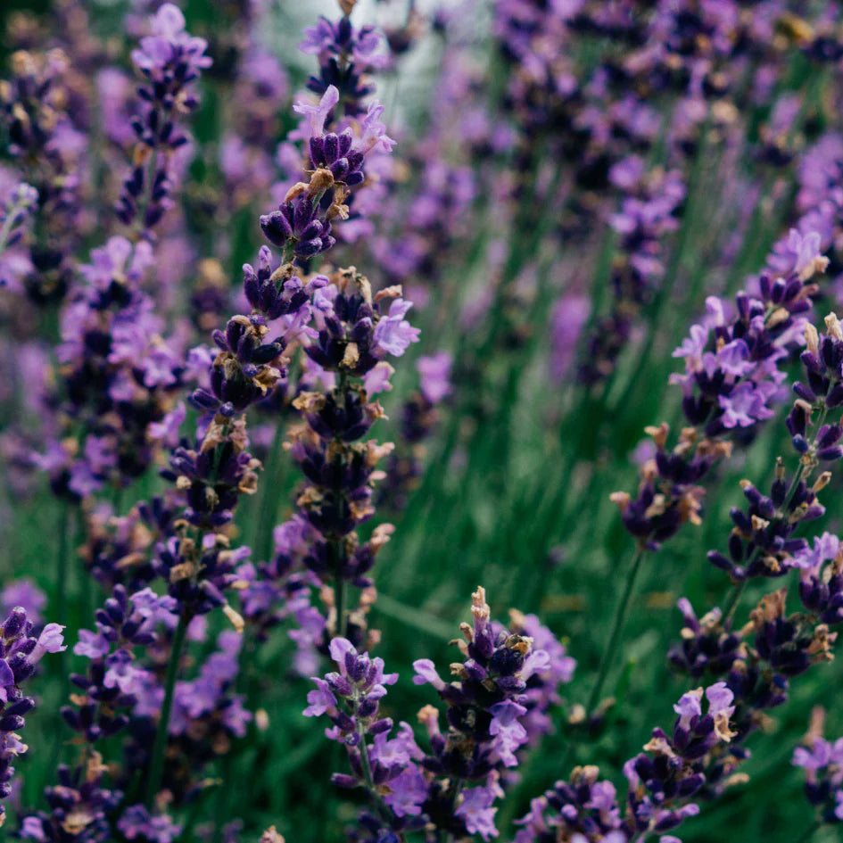 St Eval - Tealights - Lavender Fields