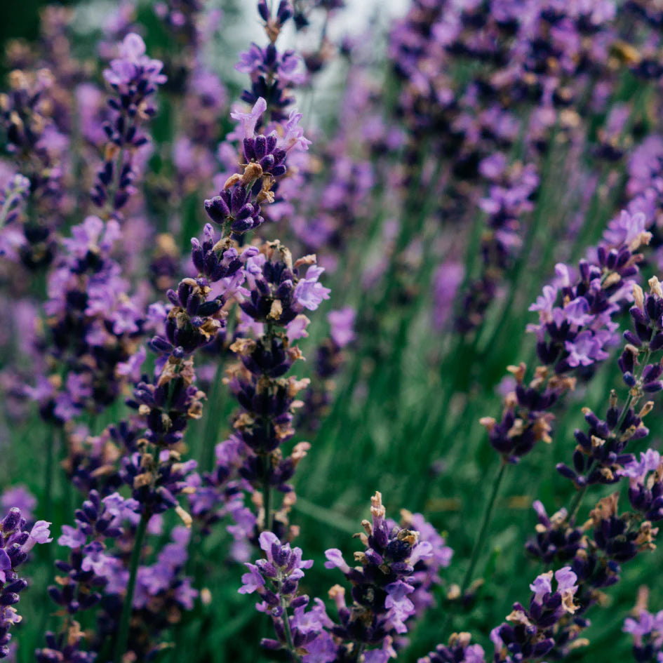 St Eval - Reed Diffuser - Lavender Field