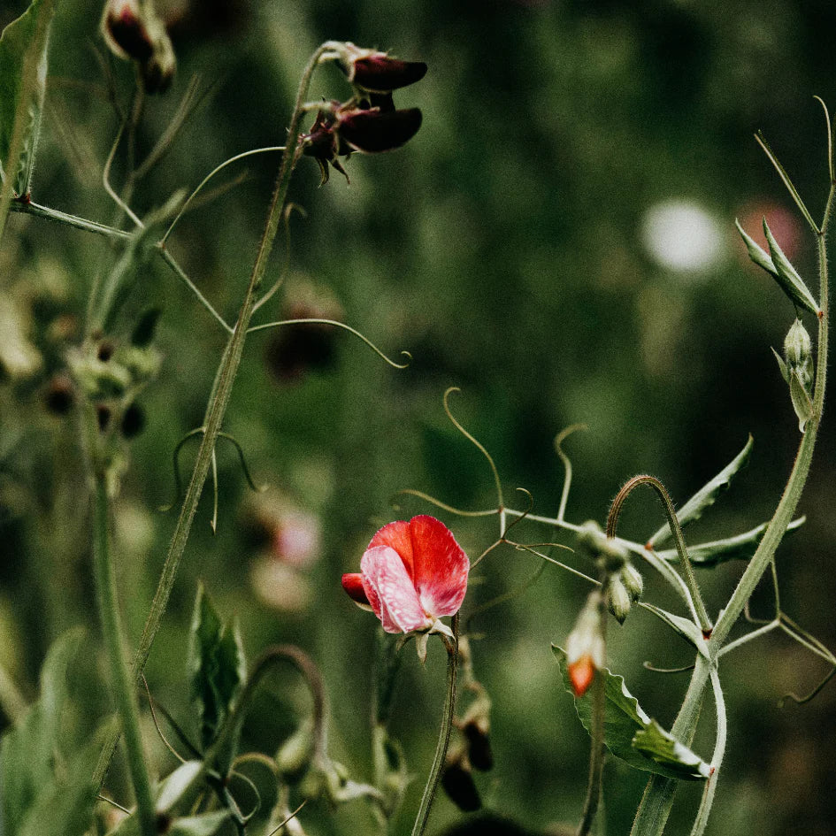 St Eval - Tin Candle - Sweet Pea