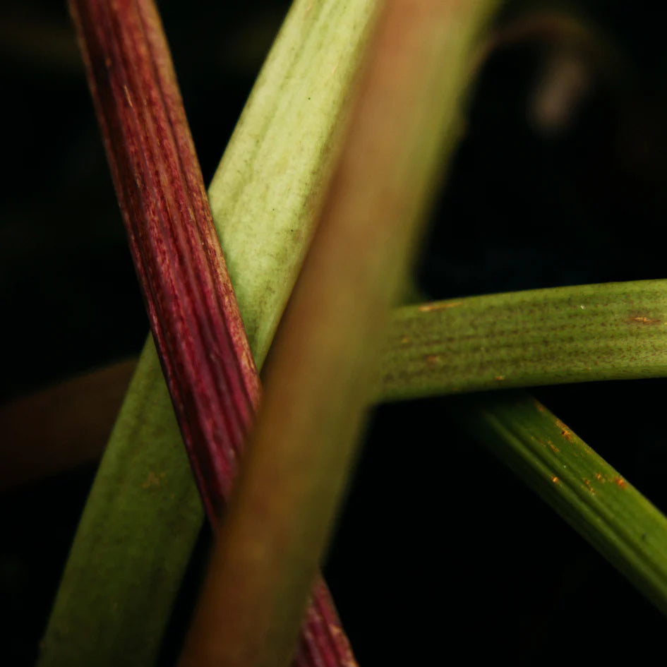 St Eval - Tealights - Wild Rhubarb